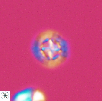 Prediscosphaera decorata 8839