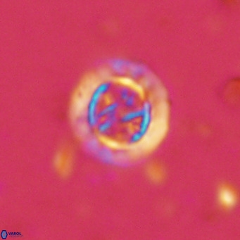 Prediscosphaera decorata VR 11856