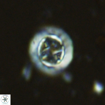 Prediscosphaera decorata VR 11857