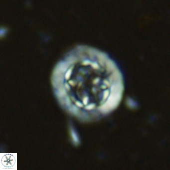 Prediscosphaera decorata VR 11859
