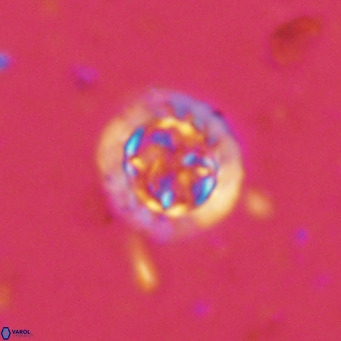 Prediscosphaera decorata VR 11860