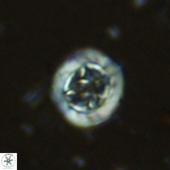 Prediscosphaera decorata VR 11861