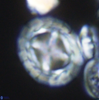 Prediscosphaera desiderograndis 11966