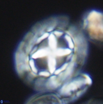 Prediscosphaera desiderograndis 11967