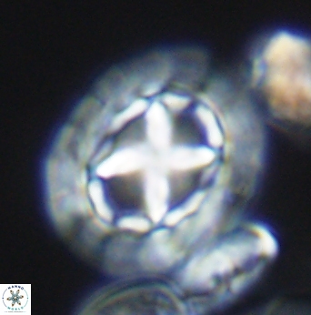 Prediscosphaera desiderograndis 11967