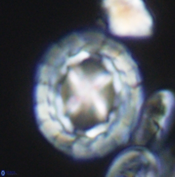 Prediscosphaera desiderograndis 11963