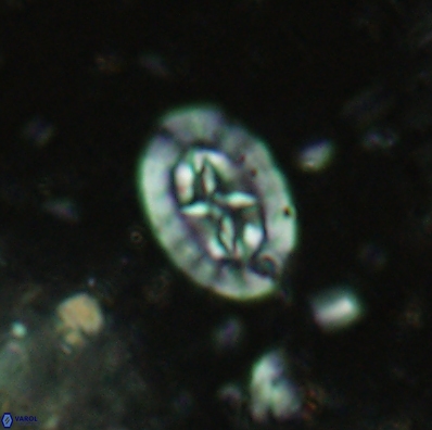 Prediscosphaera incohatus 4444