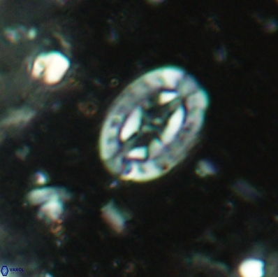 Prediscosphaera incohatus 4446