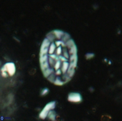 Prediscosphaera incohatus 4448