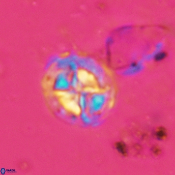 Prediscosphaera lata 6171