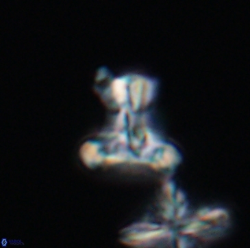 Prediscosphaera majungae 12192
