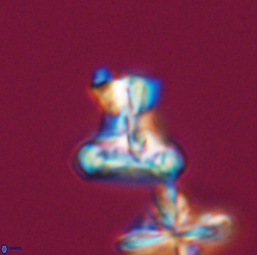 Prediscosphaera majungae 12193