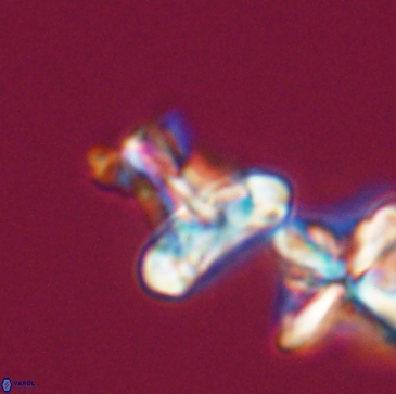 Prediscosphaera majungae 12195