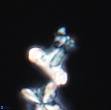 Prediscosphaera majungae 12196