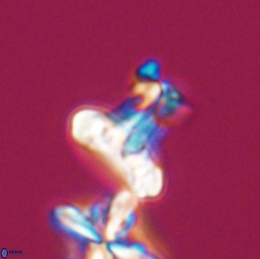 Prediscosphaera majungae 12197