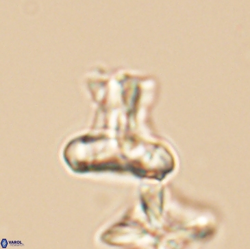 Prediscosphaera majungae 12198