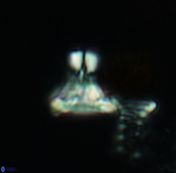 Prediscosphaera majungae 3204