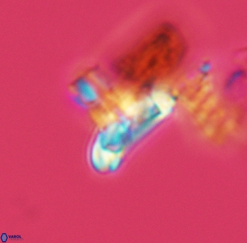 Prediscosphaera majungae 3206