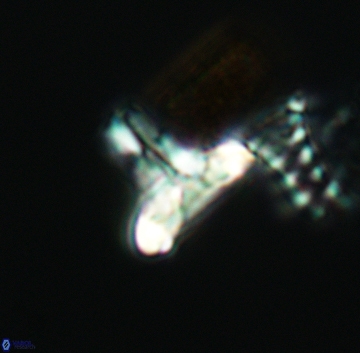 Prediscosphaera majungae 3207