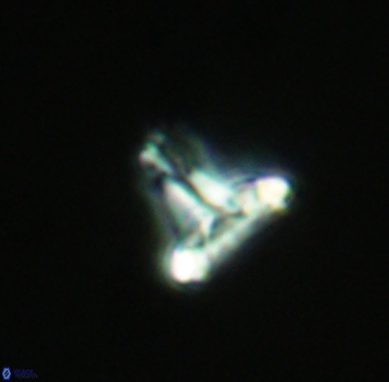 Prediscosphaera majungae 3972