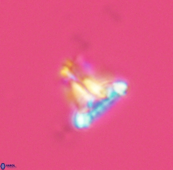 Prediscosphaera majungae 3973