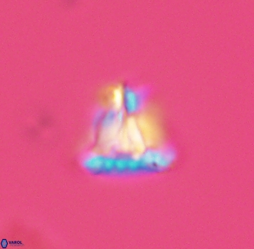 Prediscosphaera majungae 3974