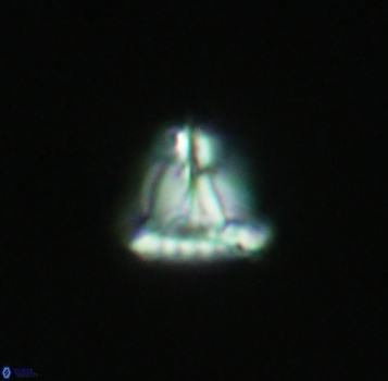 Prediscosphaera majungae 3975