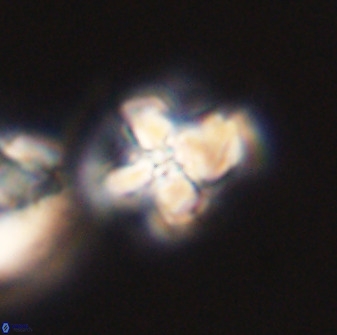 Prediscosphaera majungae 41482