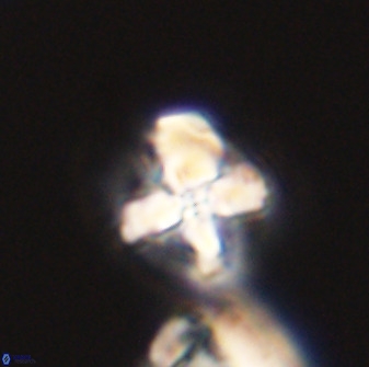 Prediscosphaera majungae 41483