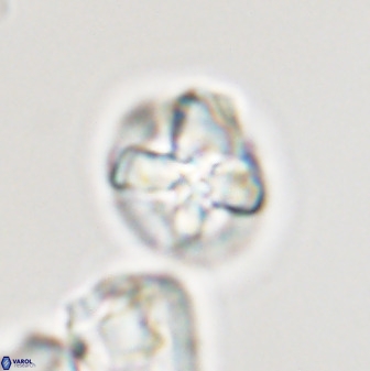 Prediscosphaera majungae 41485