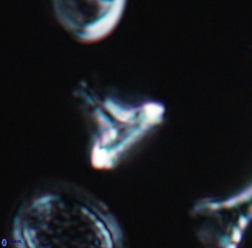 Prediscosphaera majungae 9902
