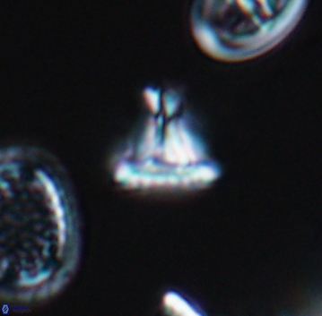 Prediscosphaera majungae 9904