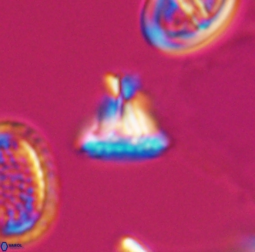 Prediscosphaera majungae 9905