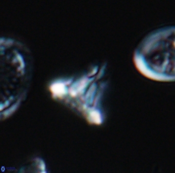 Prediscosphaera majungae 9906