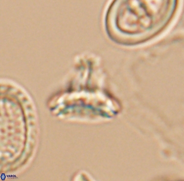 Prediscosphaera majungae 9908