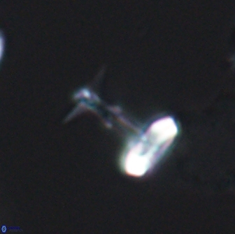 Prediscosphaera sp 8606