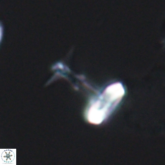 Prediscosphaera sp 8606