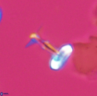 Prediscosphaera sp 8607