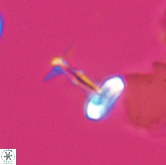 Prediscosphaera sp 8607