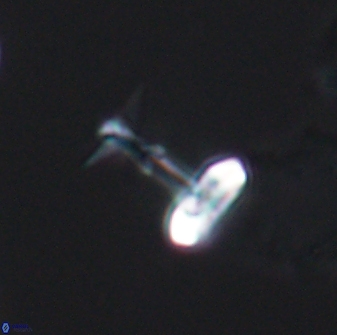 Prediscosphaera sp 8608