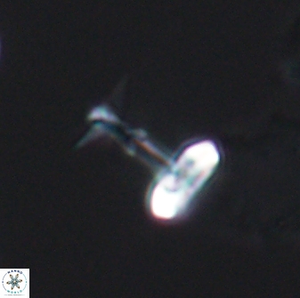 Prediscosphaera sp 8608