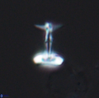 Prediscosphaera sp 8609