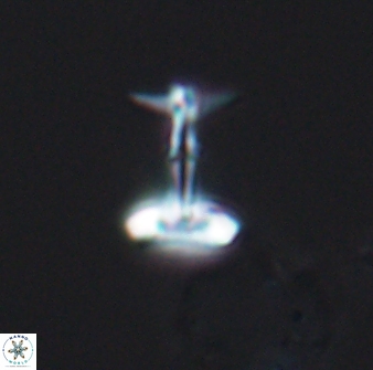 Prediscosphaera sp 8609