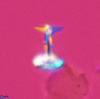Prediscosphaera sp 8610