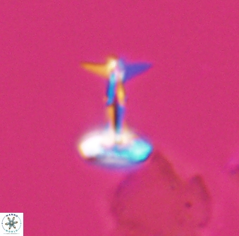 Prediscosphaera sp 8610