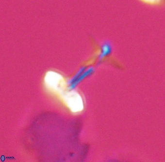 Prediscosphaera sp 8611