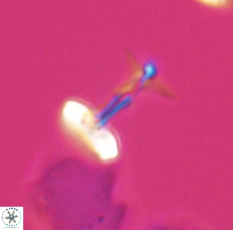 Prediscosphaera sp 8611