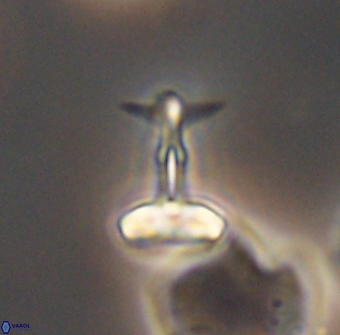 Prediscosphaera sp 8614