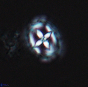 Prediscosphaera spinos 9955