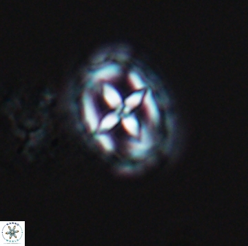 Prediscosphaera spinos 9955